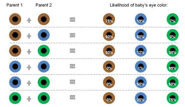 Eye Color Probability Chart